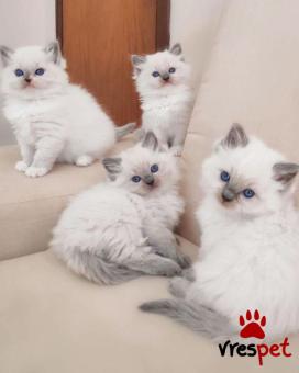 Ράτσα: Ράγκντολ | Ηλικία: 3 μηνών | Φύλο: Θηλυκό | Αρ. Microchip: 978101082345656 | Ιδιώτης | Pedigree | Περιοχή: Αθήνα, Αττική